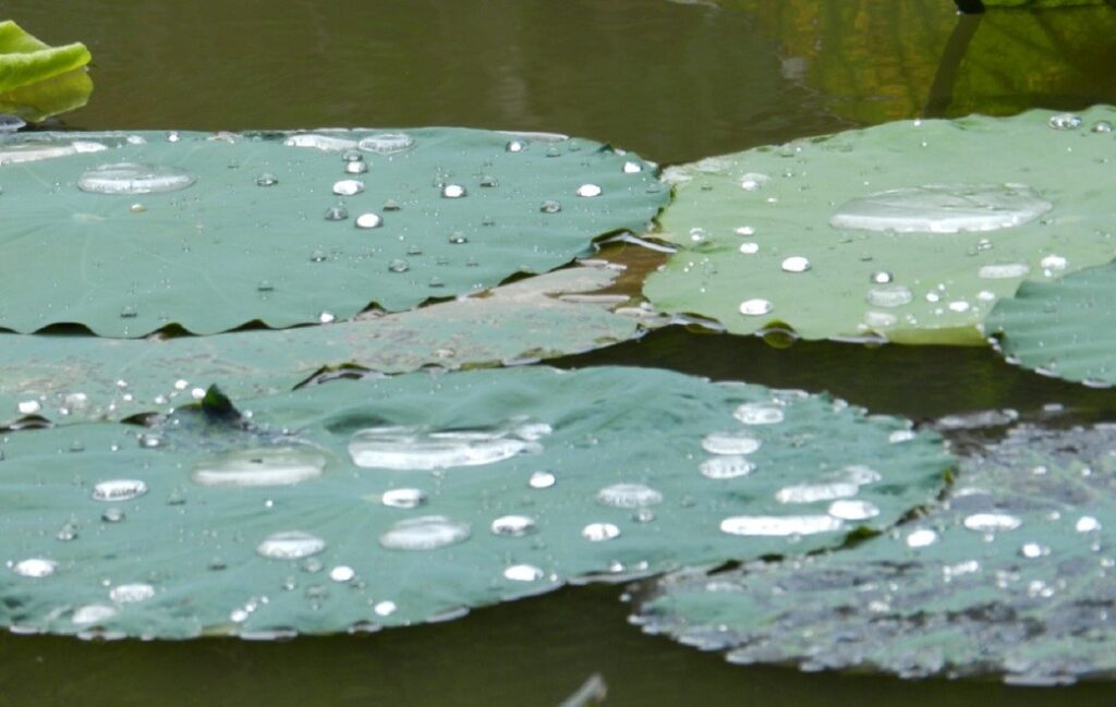 mille_sfumature_verde_013