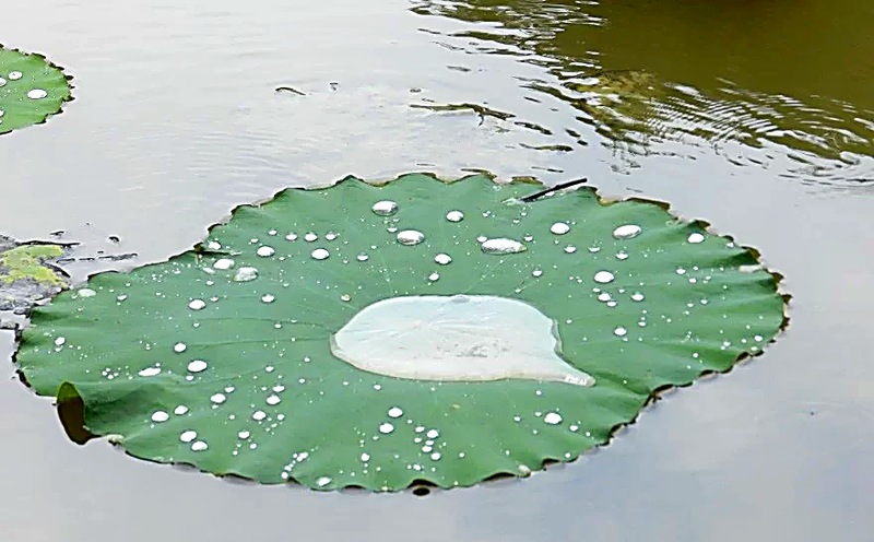 Foglia di loto con gocce d'acqua