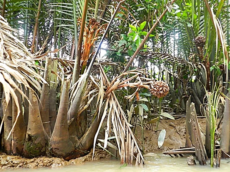 Vegetazione di mangrovia nel delta del Mekong