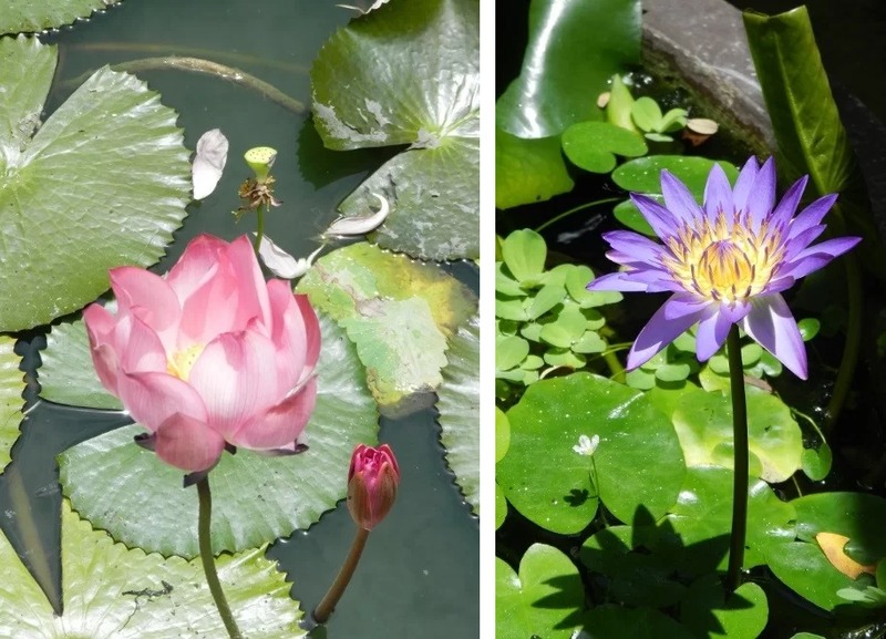 Loto rosa e ninfea viola, i fiori d'acqua del Vietnam