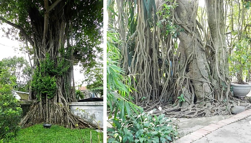 Antichi banyan con radici aeree intrecciate